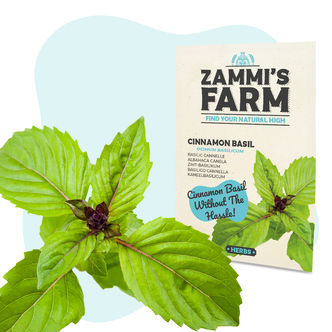 Kanelbasilika (Ocimum basilicum) fr&ouml;n