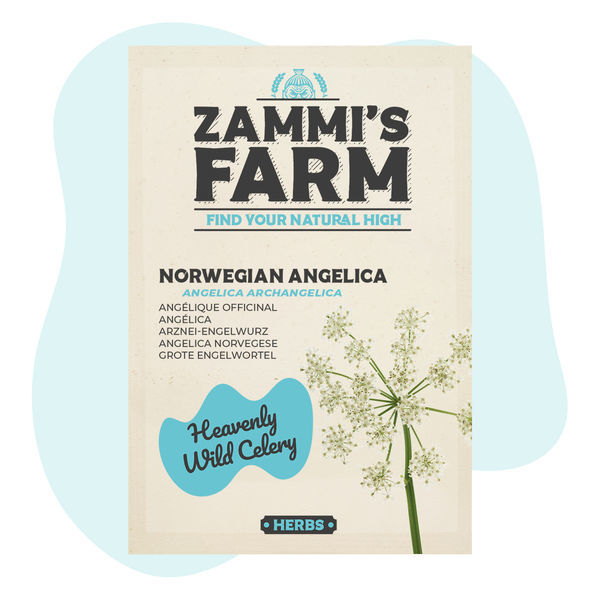 Norsk kvanne (Angelica archangelica) frön