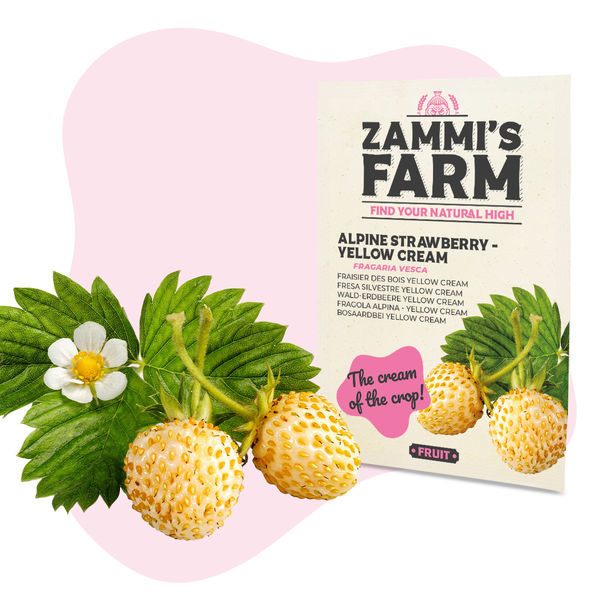 Alpin jordgubbe – gulgrädde (Fragaria vesca) frön