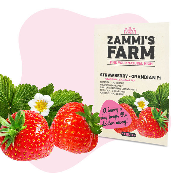 Grandian Strawberry F1 (Fragaria x ananassa) frön
