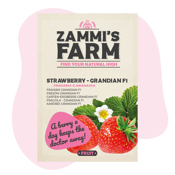 Grandian Strawberry F1 (Fragaria x ananassa) frön