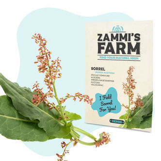 &Auml;ngssyra (Rumex acetosa) fr&ouml;n