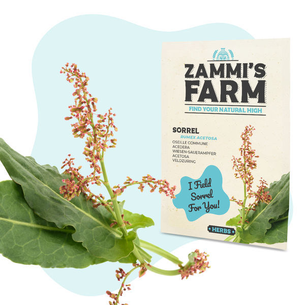Ängssyra (Rumex acetosa) frön