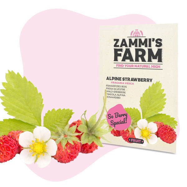 Smultron (Fragaria vesca) frön