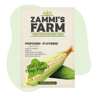 Popcorn (Zea mays)-frön – F1-hybrid