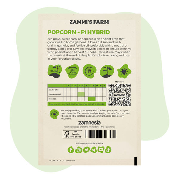 Popcorn (Zea mays)-frön – F1-hybrid