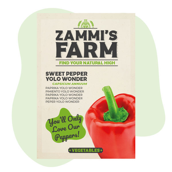 Sötpeppar Yolo Wonder (Capsicum annuum) frön