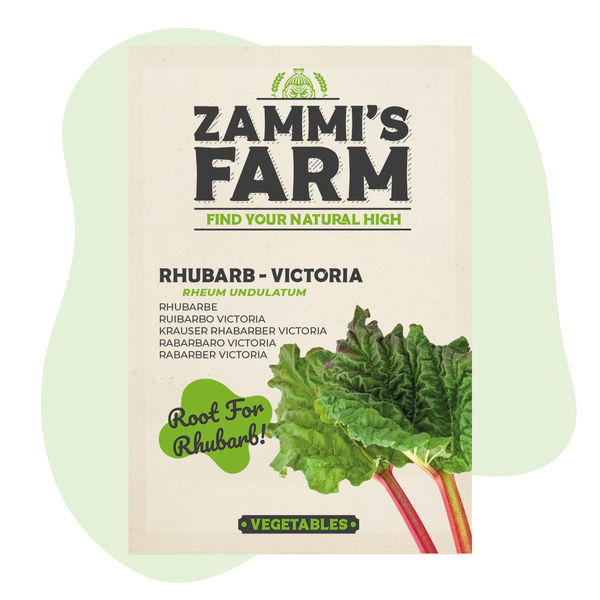 Victoria-rabarber (Rheum undulatum) frön