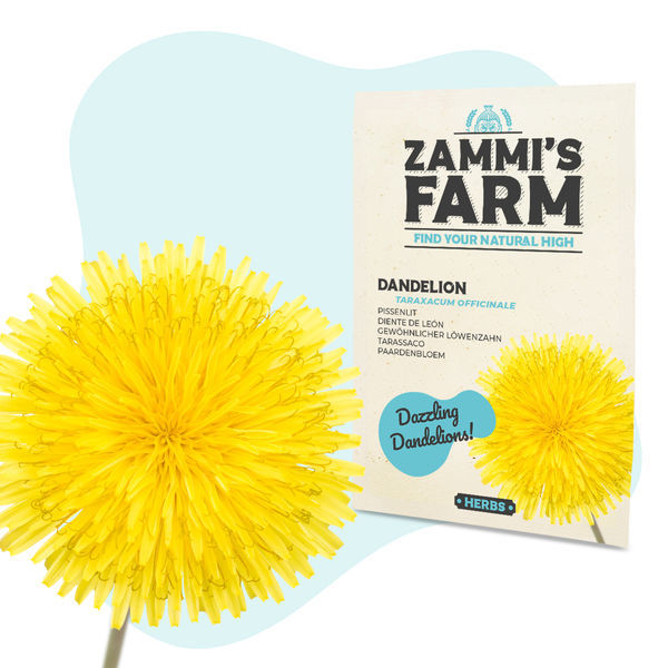 Maskros (Taraxacum officinale) frön