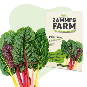 Fr&ouml;n av r&ouml;d mangold (Beta vulgaris)