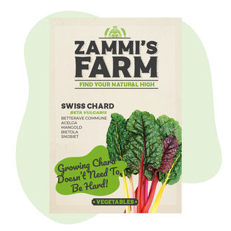 Frön av röd mangold (Beta vulgaris)