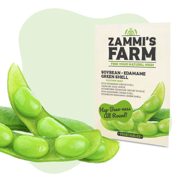 Sojaböna ’Edamame Green Shell’ (Glycine max) frön