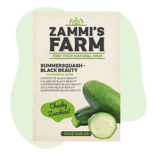 Sommarsquash 'Black Beauty' (Cucurbita pepo) frön