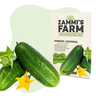 Inl&auml;ggsgurka 'National' (Cucumis sativus) fr&ouml;n