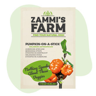 Pumpkin on a Stick (Solanum aethiopicum) frön