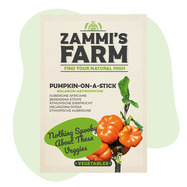 Pumpkin on a Stick (Solanum aethiopicum) frön