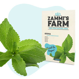 Steviafr&ouml;n (Stevia rebaudiana)