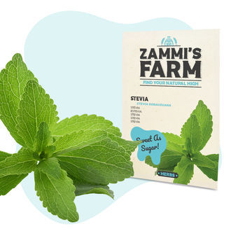 Steviafr&ouml;n (Stevia rebaudiana)