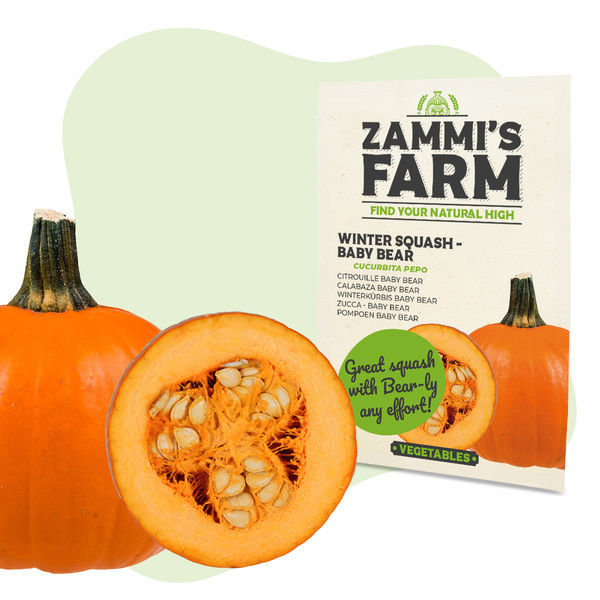 Vintersquash ’Baby Bear’ (Cucurbita maxima) frön
