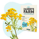 Renfanefrön (Tanacetum vulgare)