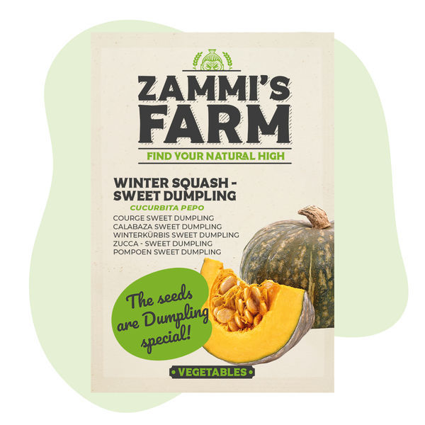 Frön av vintersquash Sweet Dumpling (Cucurbita pepo)