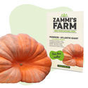 Atlantic Giant-pumpafrön (Cucurbita maxima)