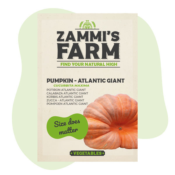 Atlantic Giant-pumpafrön (Cucurbita maxima)