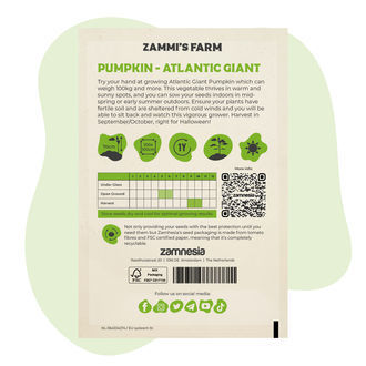 Atlantic Giant-pumpafrön (Cucurbita maxima)