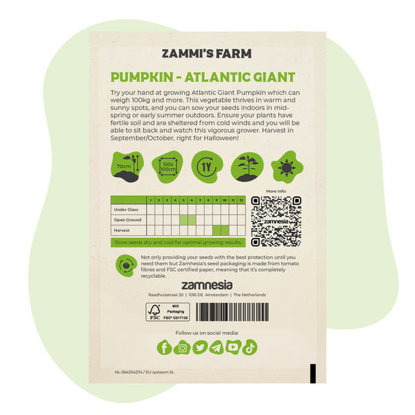Atlantic Giant-pumpafrön (Cucurbita maxima)