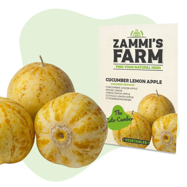 Frön av citronäpplegurka (Cucumis sativus)