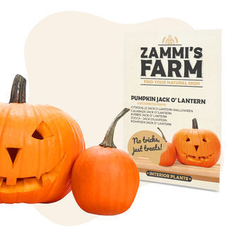 Pumpa Jack O' Lantern (Cucurbita pepo) fr&ouml;n