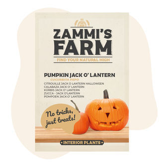 Pumpa Jack O' Lantern (Cucurbita pepo) frön