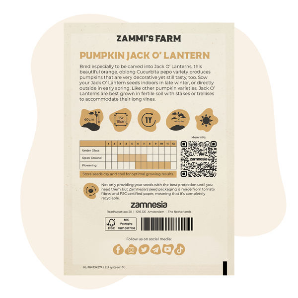 Pumpa Jack O' Lantern (Cucurbita pepo) frön