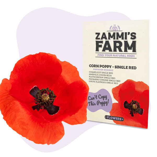 Vallmo 'Single Red' (Papaver rhoeas) frön