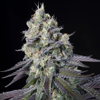 Purple Mintz (Paradise Seeds) Feminiserade cannabisfr&ouml;n