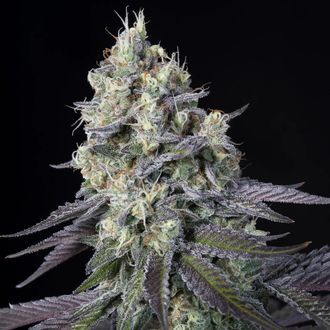 Purple Mints (Paradise Seeds) Feminiserade