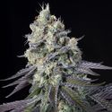 Purple Mints (Paradise Seeds) Feminiserade