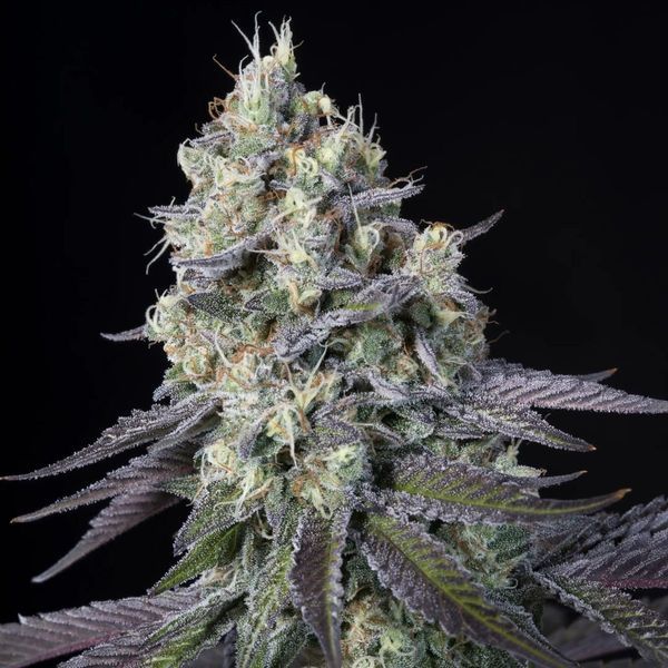 Purple Mints (Paradise Seeds) Feminiserade