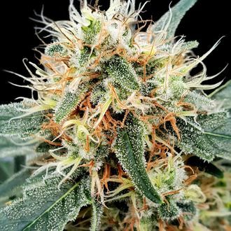 Stromboli Auto (Paradise Seeds) Feminiserade