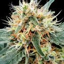 Stromboli Auto (Paradise Seeds) Feminiserade