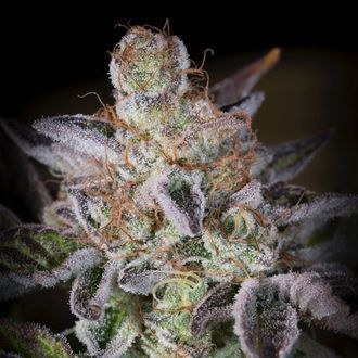 Sweetopia (Paradise Seeds) Feminiserade