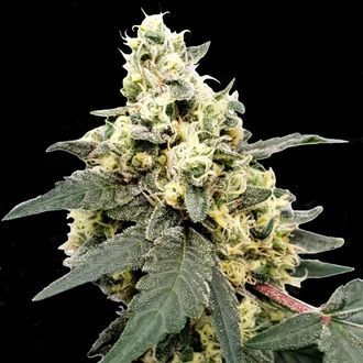 Lemonade Auto (Paradise Seeds) Feminiserade