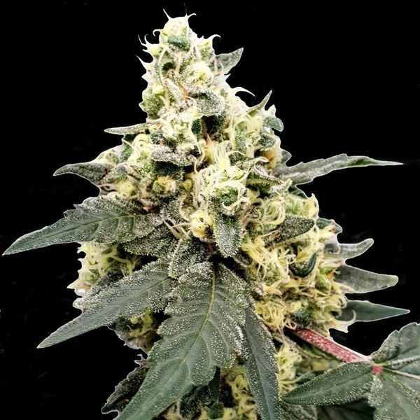 Lemonade Auto (Paradise Seeds) Feminiserade