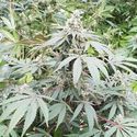 Lemonade Auto (Paradise Seeds) Feminiserade