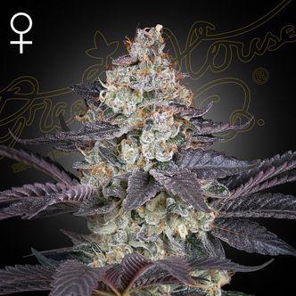 Ztrawberry (Greenhouse Seeds) Feminiserade