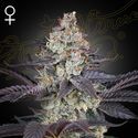 Ztrawberry (Greenhouse Seeds) Feminiserade