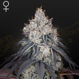 Lemon Orange (Greenhouse Seeds) feminiserade cannabisfr&ouml;n