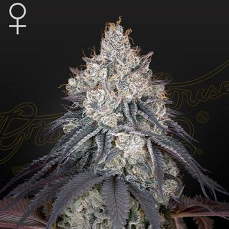 Lemon Orange (Greenhouse Seeds) Feminiserade