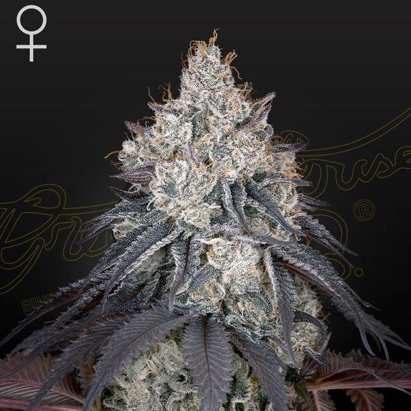 Lemon Orange (Greenhouse Seeds) Feminiserade