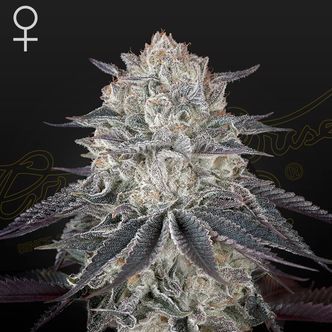 Full gas! (Greenhouse Seeds) feminiserade
